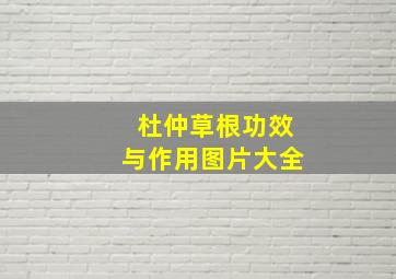 杜仲草根功效与作用图片大全