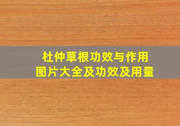 杜仲草根功效与作用图片大全及功效及用量