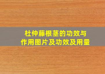 杜仲藤根茎的功效与作用图片及功效及用量