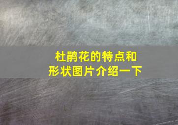 杜鹃花的特点和形状图片介绍一下