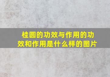 桂圆的功效与作用的功效和作用是什么样的图片