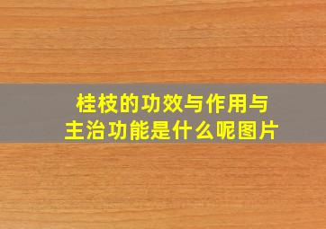 桂枝的功效与作用与主治功能是什么呢图片