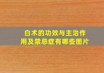 白术的功效与主治作用及禁忌症有哪些图片