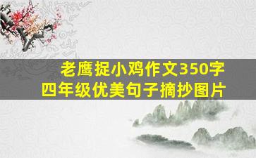 老鹰捉小鸡作文350字四年级优美句子摘抄图片