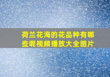 荷兰花海的花品种有哪些呢视频播放大全图片