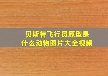 贝斯特飞行员原型是什么动物图片大全视频