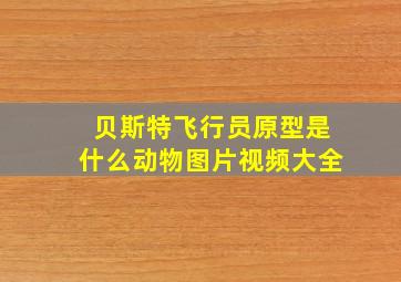 贝斯特飞行员原型是什么动物图片视频大全