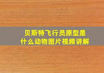 贝斯特飞行员原型是什么动物图片视频讲解