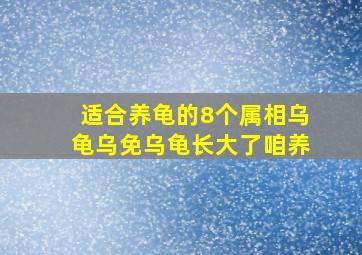 适合养龟的8个属相乌龟乌免乌龟长大了咱养