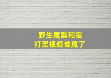 野生藏獒和狼打架视频谁赢了