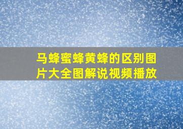 马蜂蜜蜂黄蜂的区别图片大全图解说视频播放