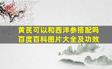 黄芪可以和西洋参搭配吗百度百科图片大全及功效