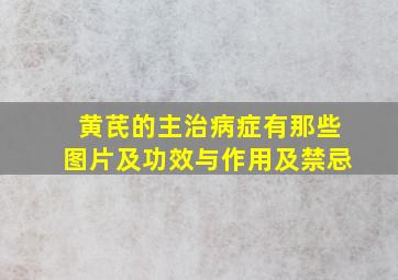 黄芪的主治病症有那些图片及功效与作用及禁忌