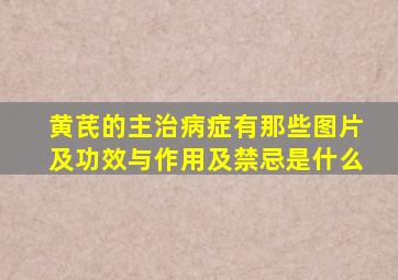 黄芪的主治病症有那些图片及功效与作用及禁忌是什么