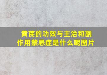 黄芪的功效与主治和副作用禁忌症是什么呢图片